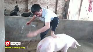 👉Cách thụ tinh heo nhân tạo - Hiệu quả nhất - How to Breed Pigs