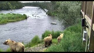 2017 06 24 BF Grazer \u0026 yearlings on high alert 503 coming Explore.org