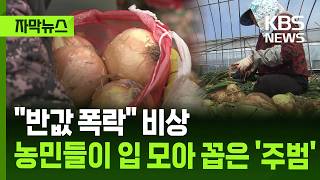 [자막뉴스] 반값 폭락 비상…농민들이 입 모아 꼽은 주범 / KBS 2026.04.13.
