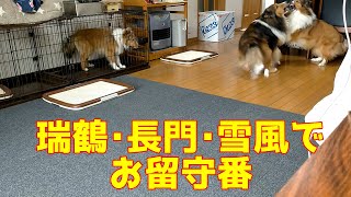 【シェルティ】いつもと違うお留守番🏠【頑張った】