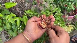 ഈന്തപ്പഴം കൃഷി#dates #home #backyardgardening #backyard #