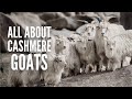 Cashmere Goats: Breeds, Characteristics, Care and Tips