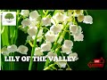 TN Nursery - Lily of the Valley Perennial Plant - A Fragrant Floral Bouquet