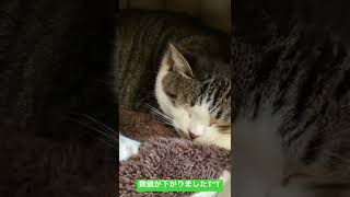 【腎臓病末期の猫】少し数値が良くなり食欲でましたT^T