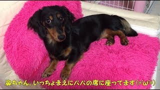 パパの席を陣取る鼻ちゃん(*´ω｀)【鼻ちゃん日記】#177