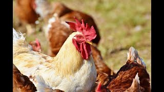 Poultry Training On Local Chicken