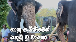 Wasana feeling Happy Banus arrival |Elephnat Lover | Kataragama Wasana