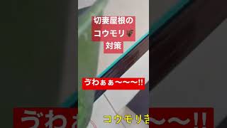 切妻屋根のコウモリ🦇対策【リミックス】