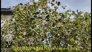 Happiness JuJube ផ្លែពុទ្រា