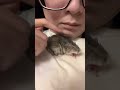 倉鼠用撒嬌回應主人後打了一個大哈欠 hamster yawns after responding to👩🏻by showing affection ハムスターは飼い主に甘えで返事した後あくびをした