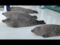 i’m absolutely furious audio fixed ver. ringed seal okhotsk tokkari center