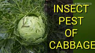 Major insect pest of cabbage