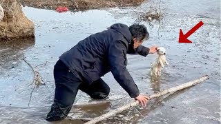 Falling into the icy lake at -12°C, the puppy tried to swim and called for help in desperation