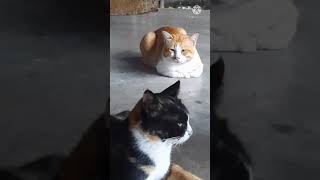 แอบดูน้องแมวจีบ ผสมพันธุ์กัน mating cats | cats mating