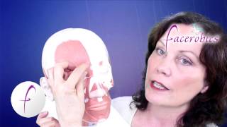 Facial Exercise Forehead Muscle Exercise to Smooth Forehead Wrinkles Series 5 | Facerobics