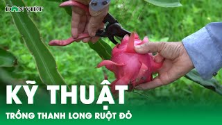 SỔ TAY NHÀ NÔNG: Kỹ thuật trồng thanh long ruột đỏ cơ bản cho người mới bắt đầu | Báo Dân Việt