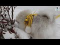 생에 첫 눈 밟으며 산책하기 nana’s very first step on the actual snow.