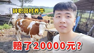 回村后虽然投资养牛赔了20000元，但这个月又赚了2千元？