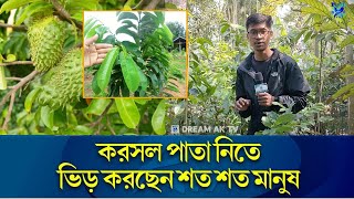 করোসল গাছ কোথায় পাওয়া যায় || ক্যা*ন্সা*র নিরাময়ে করসল পাতা গাছ: কোথায় এবং কিভাবে পাবেন?