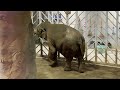 番外編 雨の日のアヌーラさん【‎2024年‎】【多摩動物公園】アジアゾウ