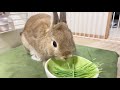 うさぎがひたすら草を食べるだけの動画【番外編】