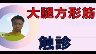 筋肉×触診　【大腿方形筋】　大殿筋の触診方法 理学療法士