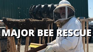 Major bee rescue