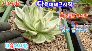 다육이사랑5탄/복랑이들특가/금땡이들 멋쪄요/구경해보세요 /2만원이상택배010 6301 7814(Korean succulent plants)