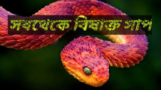 বিশ্বের সবচেয়ে বিষাক্ত সাপ ।। আসুন জেনে নিই সাপগুলি কতটা বিষাক্ত।। জেনে রাখা ভালো। ।