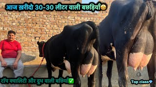 आज ख़रीदो 30-30 लीटर वाली गाय✅|टॉप क्वॉलिटी और दूध  दोनों साथ🤩| brar dairy farm #topbreed hf cow⭐️