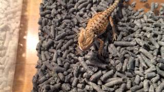 鬆獅蜥BB食蟀: Baby bearded dragon eating