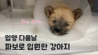 Adopted puppy has parvovirus enteritis!