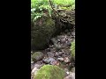 戸隠神社奥社の参道