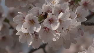 2019　笛吹市八代ふるさとさくら公園の桜４K      Cherry blossoms in  Yatushiro sakura Park, Fuefuki city