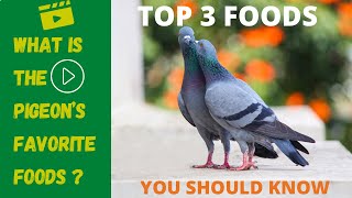 What Is Pigeon Favorite  Food