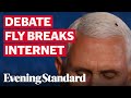 Fly lands on Mike Pence's head during vice presidential debate and sets internet abuzz