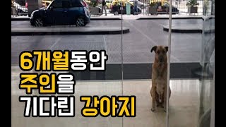 6개월동안 같은자리에서 주인을 기다린 강아지