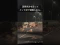 【牛と衝突⁉︎】インドで運転したら、牛とあわや事故に！