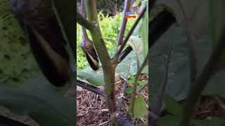 EGGPLANT PRUNING RESULT | HOW TO CARE FOR YOUR BACKYARD VEGETABLE