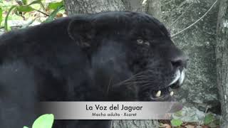 LA VOZ DEL JAGUAR