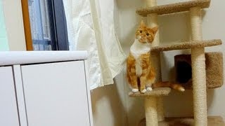 ジャンプに失敗する猫　 - the cat failed to jump -