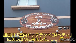 室内ドッグラン「ペコ\u0026ベティ」に彼女とワンちゃん🐶と行ってきました😀🐶雨の日も室内だから大丈夫😀🐶#ワンちゃん　#犬　#ドッグラン　#ドッグカフェ　#室内　#室内ドッグラン　#神戸　#加古川　#小型犬