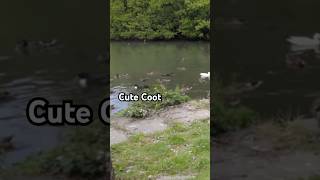 Cute Coot #coot #cute #funny #duck