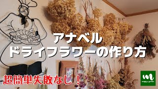 アナベルドライフラワーの作り方【超簡単失敗なし】【ガーデニング】【園芸】【花】