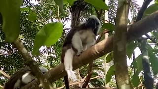 Cotton Top Tamarin at Zoo Singapore 绢毛猴 新加坡动物园