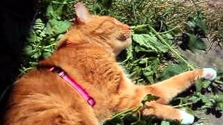 Oh, how Tolly Loved his Cat Nip.wmv