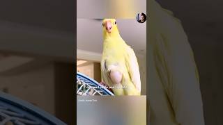 তোতা পাখিটির সাথে এটা কি হলো।#shorts #yourubeshorts #parrot