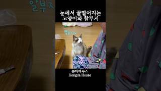 눈빛으로 통하는 고양이와 할부지🐱❤️👴#cat