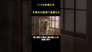 毎日、窓を眺め続けた不思議な犬