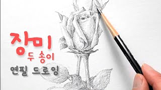 장미 그리고 싶은 날! 연필 드로잉 | Two roses! Drawing with a pencil
